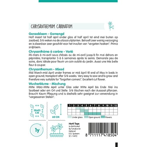 Horti Tops Chrysanthemum, Ganzebloem gemengd - afbeelding 2