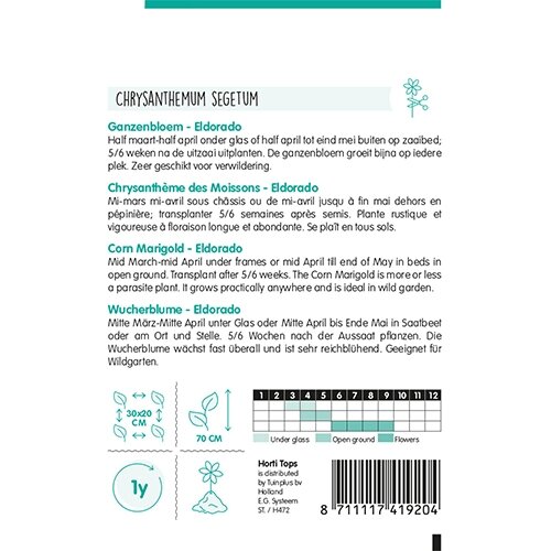 Horti Tops Chrysanthemum, Ganzebloem Eldorado Geel - afbeelding 2