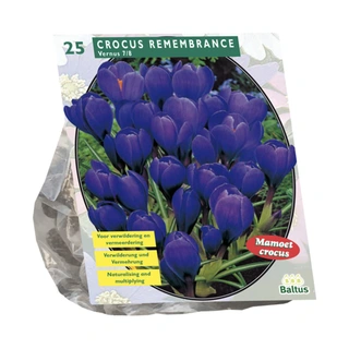 Baltus Crocus Grootbloemig Blauw - 25 st.