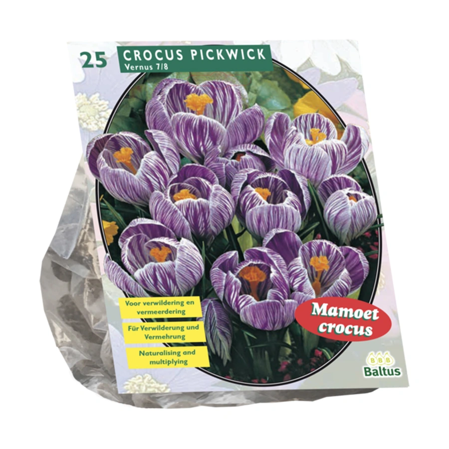 Baltus Crocus Grootbloemig Gestreept - 25 st.