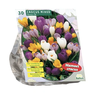 Baltus Crocus Grootbloemig Mix - 30 st.