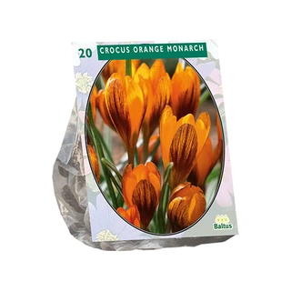 Baltus Crocus Orange Monarch - 20 st.