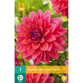 JUB Holland Dahlia American Dawn - 1 st.