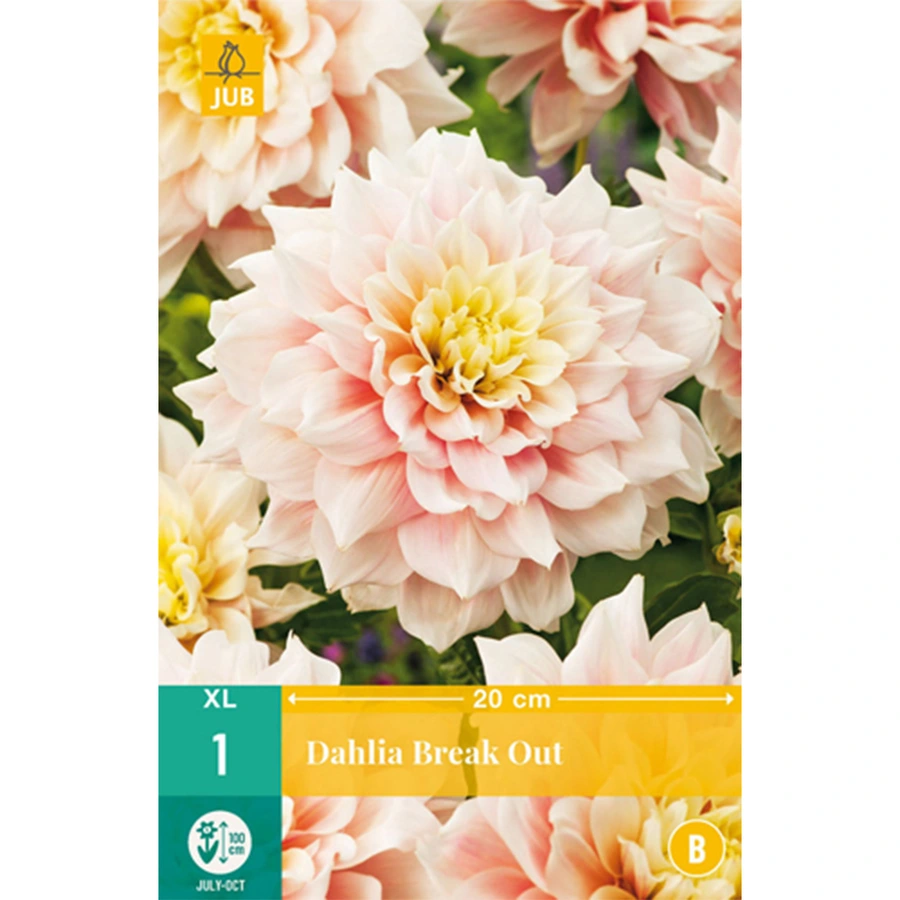 JUB Holland Dahlia Break Out - 1 st.