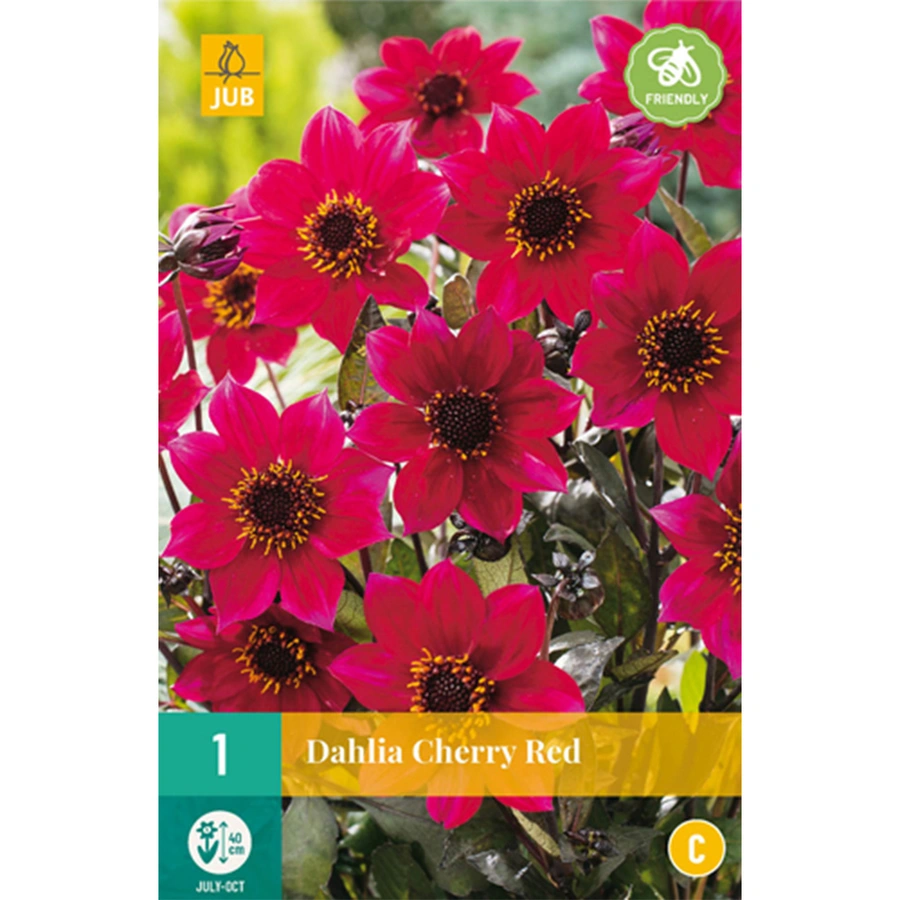 JUB Holland Dahlia Cherry Red - 1 st.