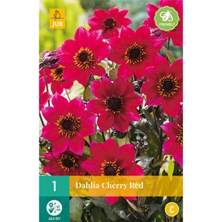 JUB Holland Dahlia Cherry Red - 1 st.