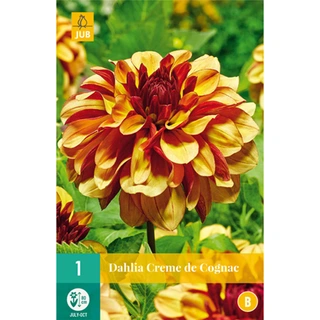 JUB Holland Dahlia Creme De Cognac - 1 st.