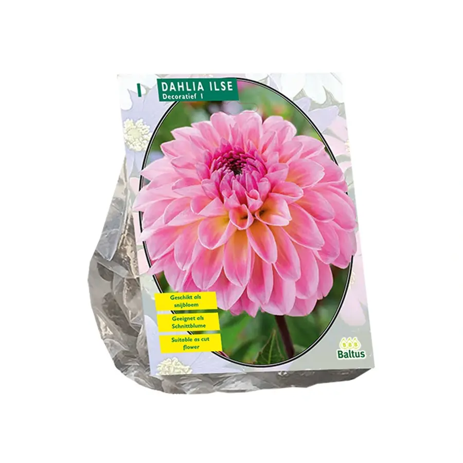 Baltus Dahlia Decoratief Ilse - 1 st.