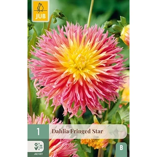 JUB Holland Dahlia Fringed Star - 1 st. | De Boet