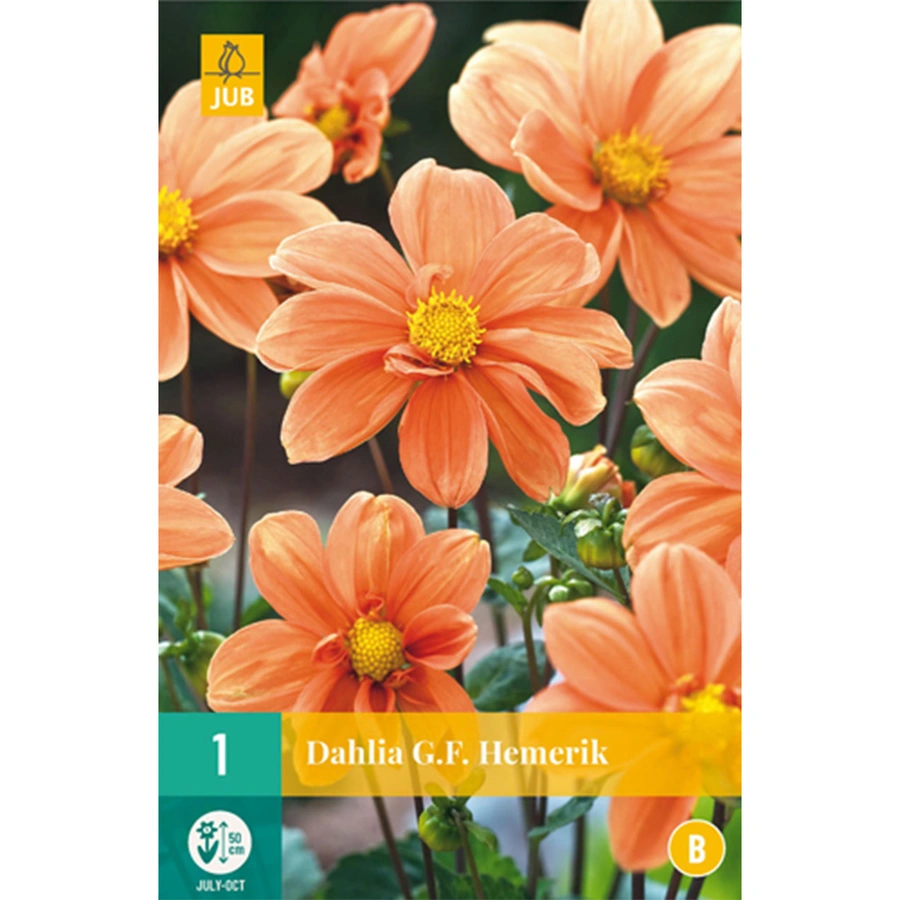 JUB Holland Dahlia G.F. Hemerik - 1 st.