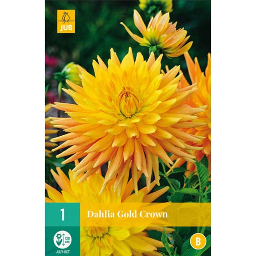 JUB Holland Dahlia Gold Crown - 1 st.