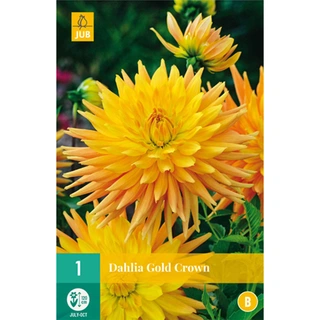 JUB Holland Dahlia Gold Crown - 1 st.