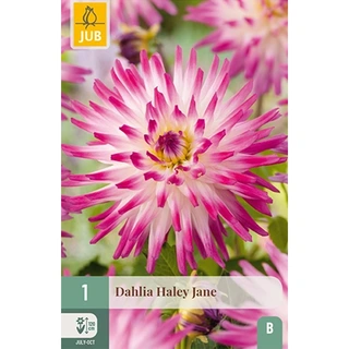 JUB Holland Dahlia Hayley Jane - 1 st. | De Boet