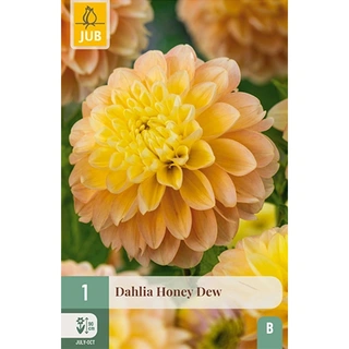 JUB Holland Dahlia Honey Dew - 1 st. | De Boet