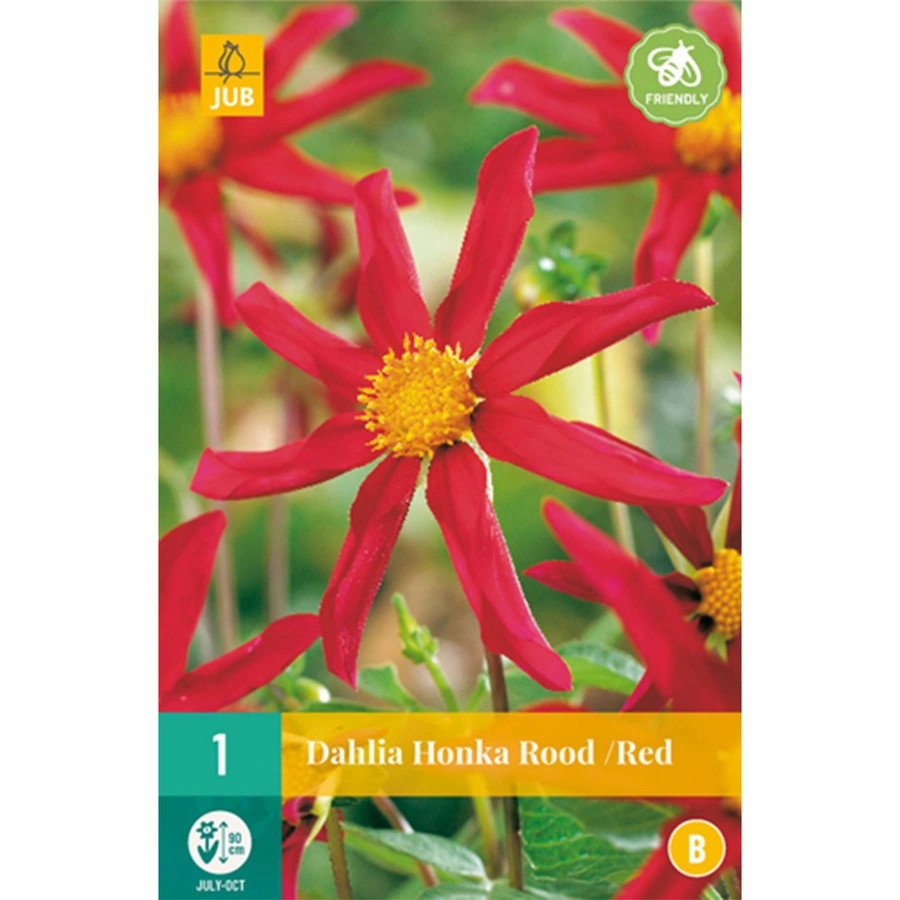 JUB Holland Dahlia Honka Rood - 1 st.