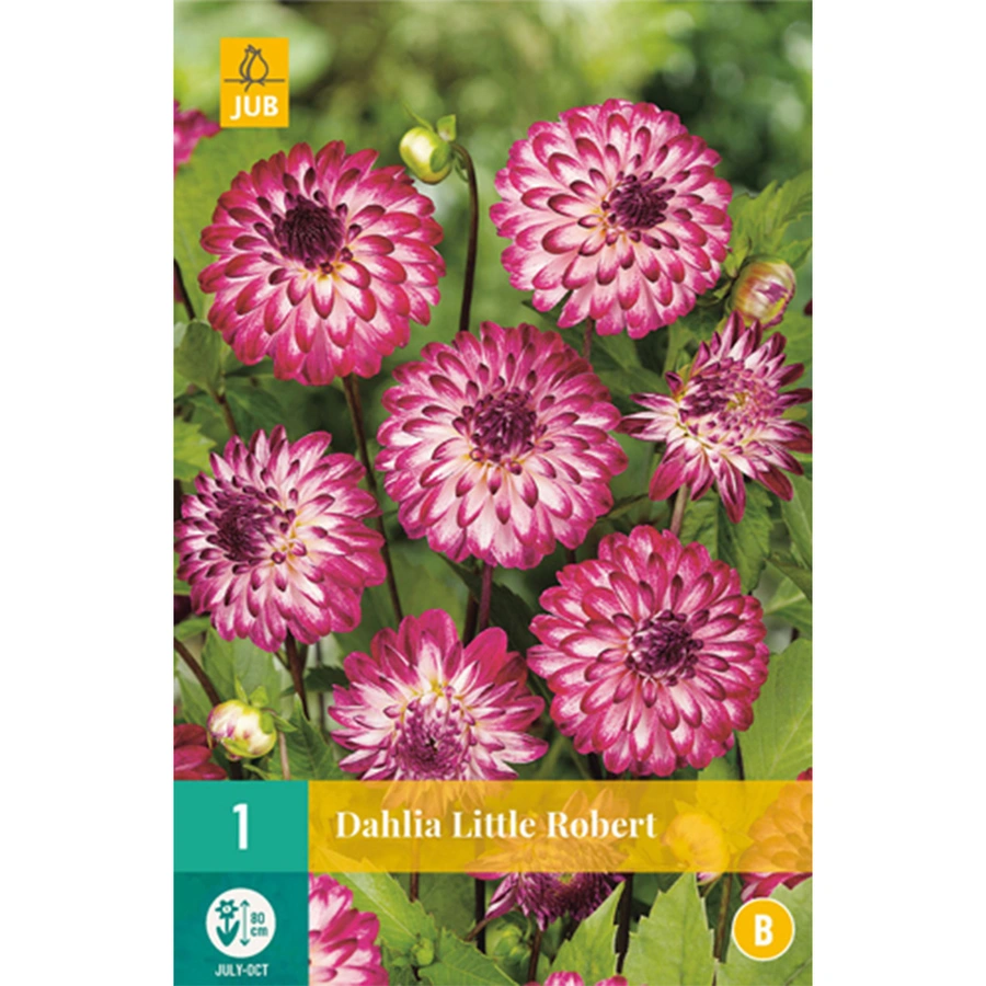 JUB Holland Dahlia Little Robert - 1 st.