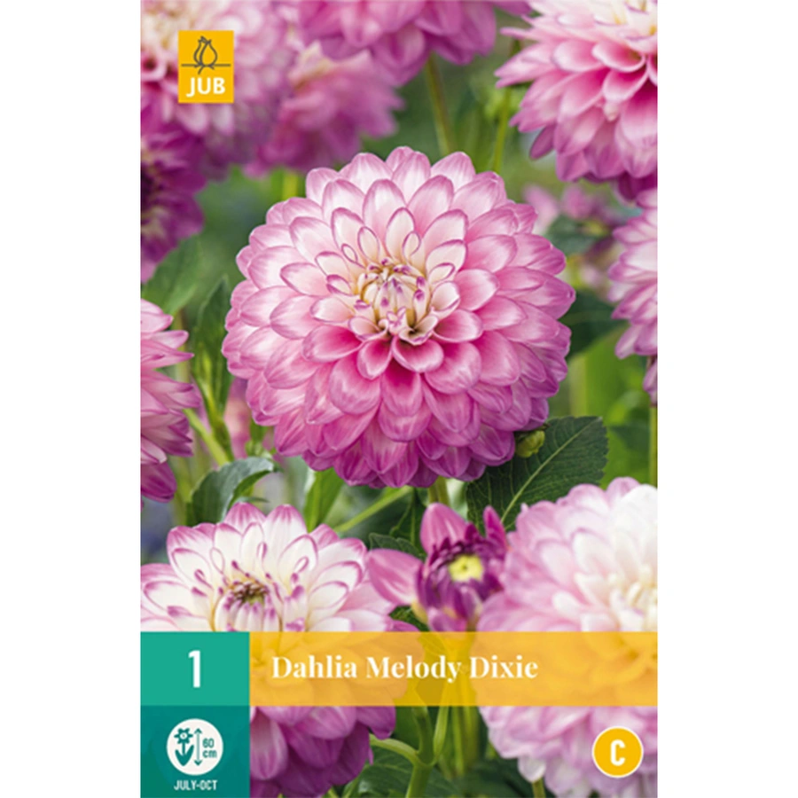 JUB Holland Dahlia Melody Dixie - 1 st.