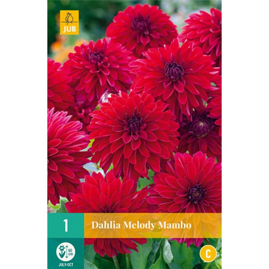 JUB Holland Dahlia Melody Mambo - 1 st.