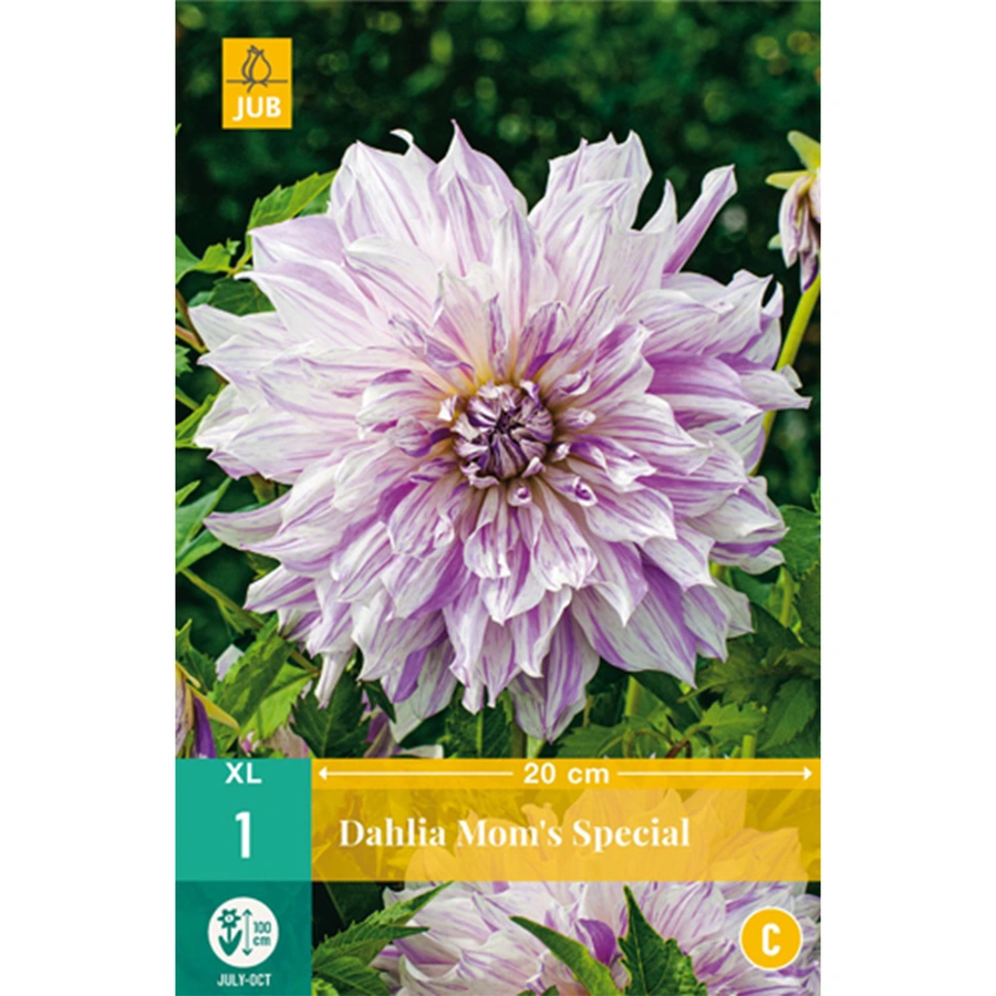 JUB Holland Dahlia Mom'S Special - 1 st.