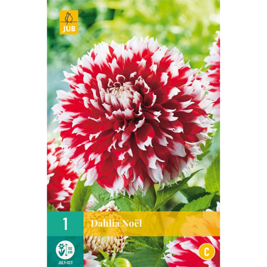 JUB Holland Dahlia Noel - 1 st.