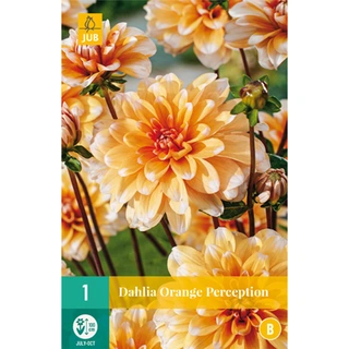 JUB Holland Dahlia Orange Perception - 1 st.