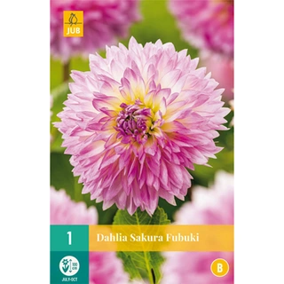 JUB Holland Dahlia Sakura Fubuki - 1 st.