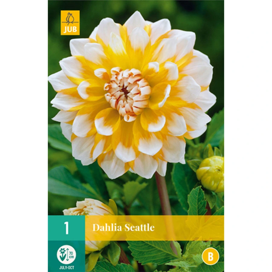 JUB Holland Dahlia Seattle - 1 st.