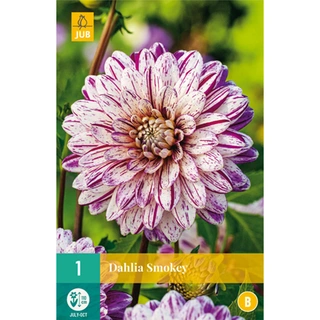 JUB Holland Dahlia Smokey - 1 st.