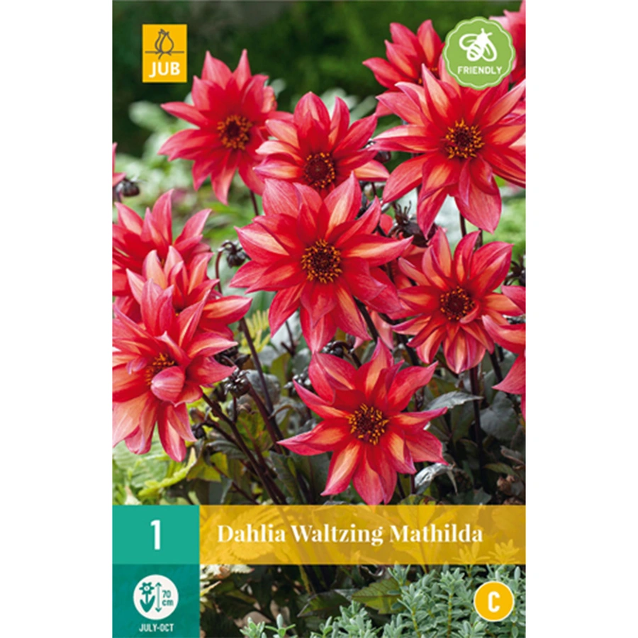 JUB Holland Dahlia Waltzing Mathilda - 1 st.