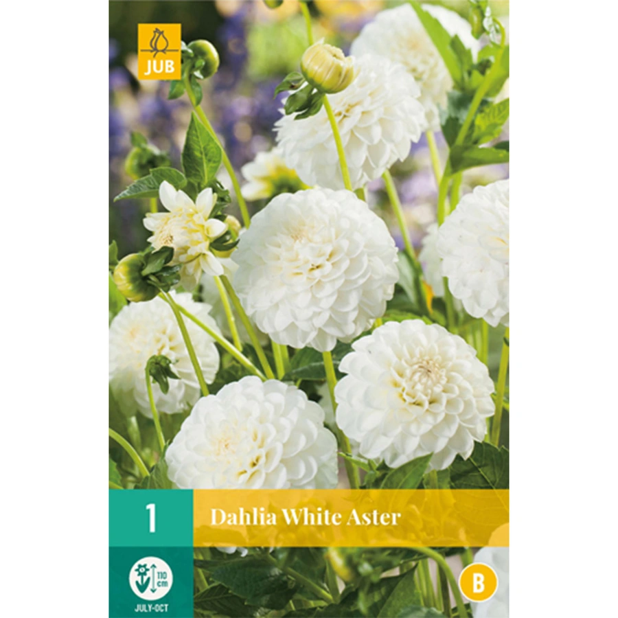 JUB Holland Dahlia White Aster - 1 st.