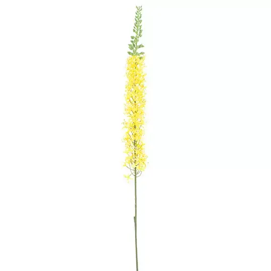 Eremurus spray yellow 110 cm