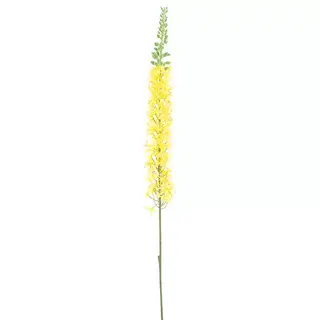 Eremurus spray yellow 110 cm