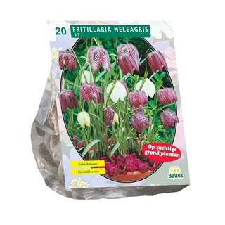 Baltus Fritillaria Meleagris - 20 st.