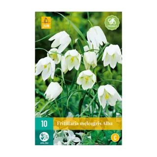 Fritillaria Meleagris Alba - 10 st.