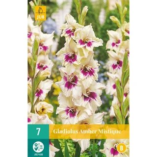 JUB Holland Gladiolus Amber Mystique - 7 st.