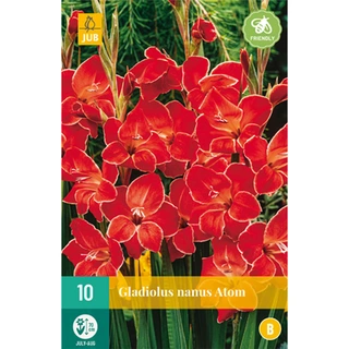 JUB Holland Gladiolus Atom - 10 st.