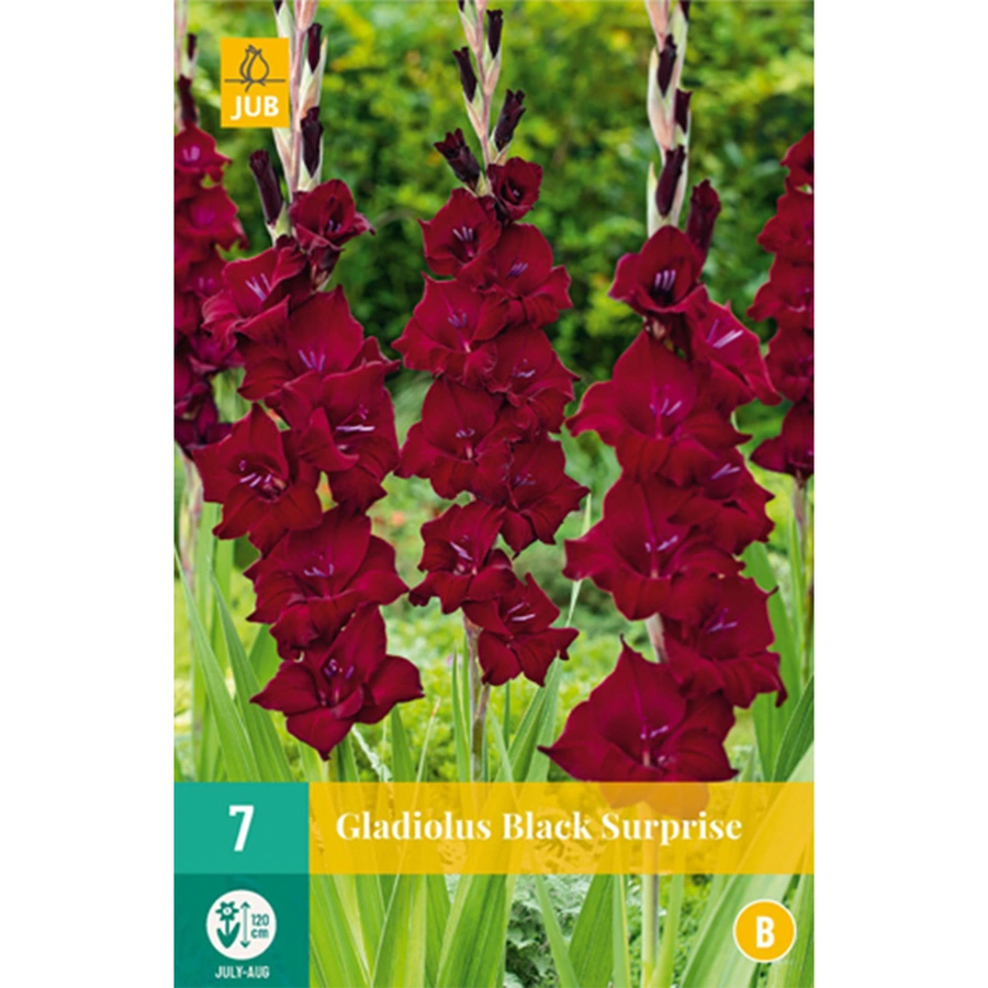 JUB Holland Gladiolus Black Surprise - 7 st.