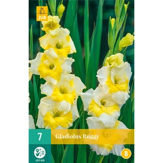 JUB Holland Gladiolus Buggy - 7 st.