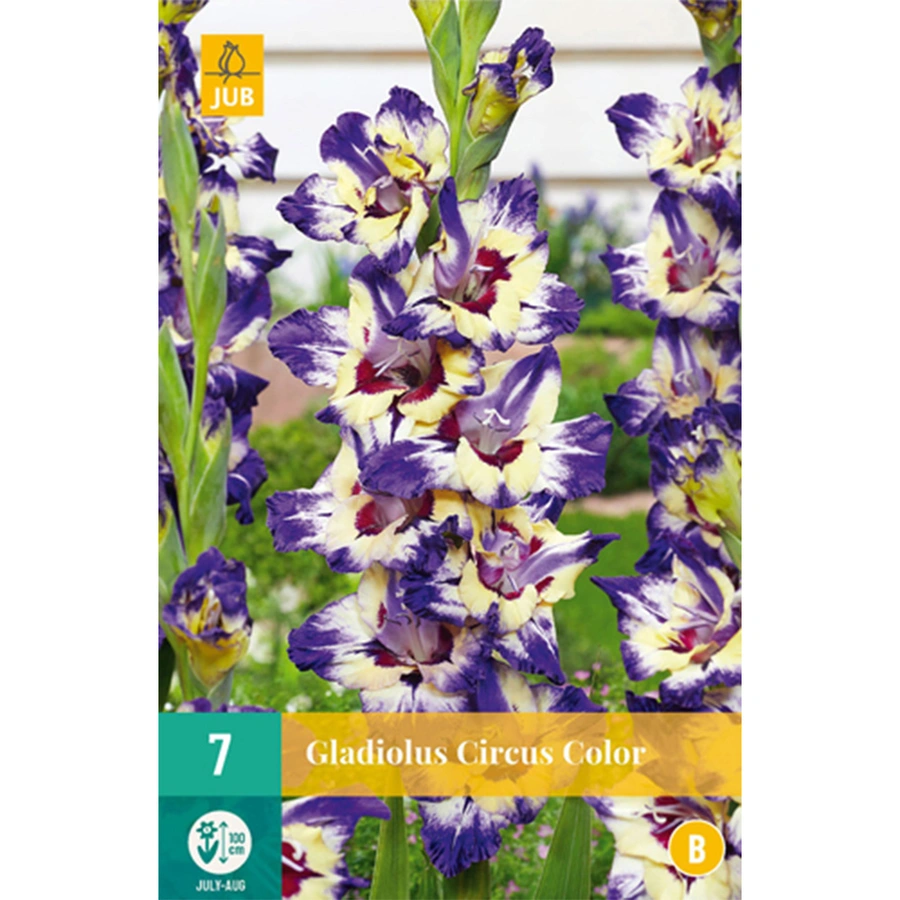 JUB Holland Gladiolus Circus Color - 7 st.