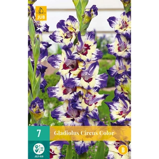 JUB Holland Gladiolus Circus Color - 7 st.