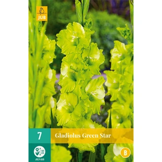 JUB Holland Gladiolus Green Star - 7 st.