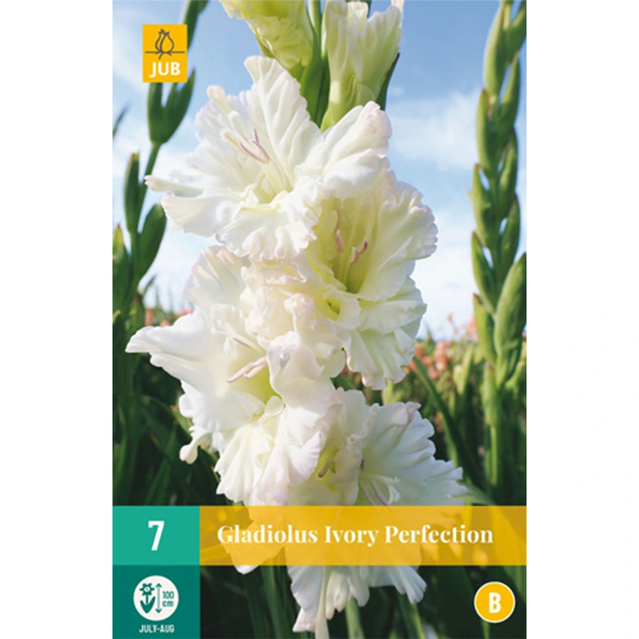 JUB Holland Gladiolus Ivory Perfection - 7 st.