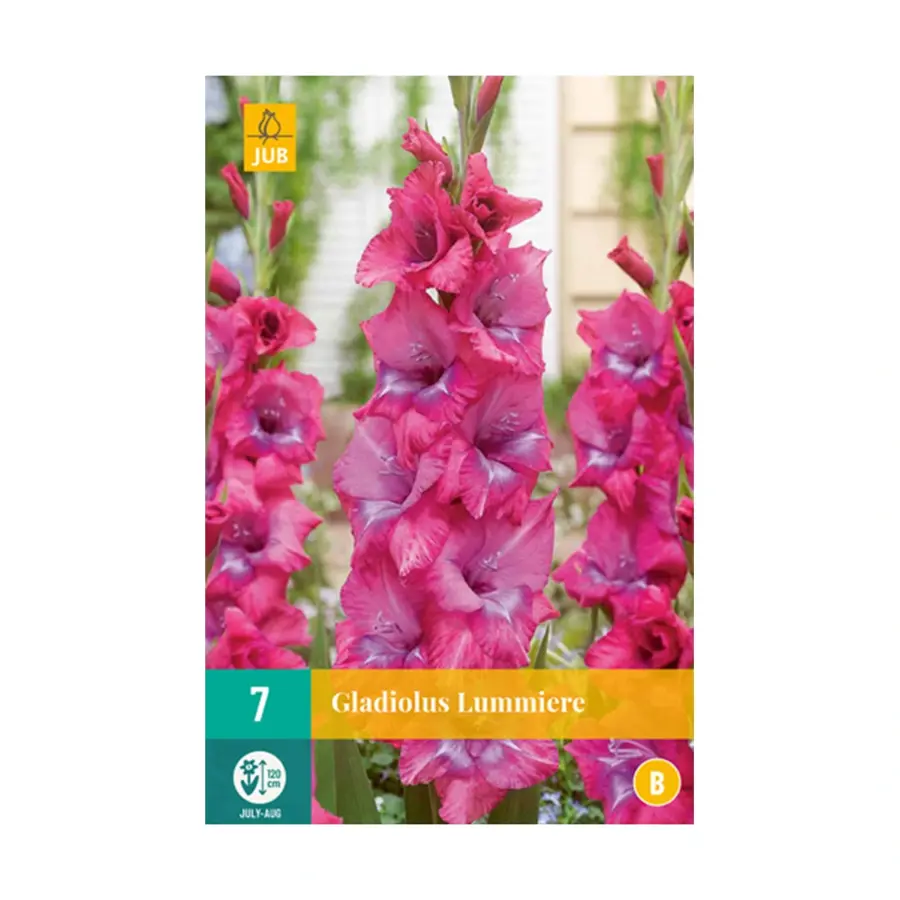 JUB Gladiolus Lummiere - 7 st.