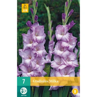 JUB Holland Gladiolus Milka - 7 st.