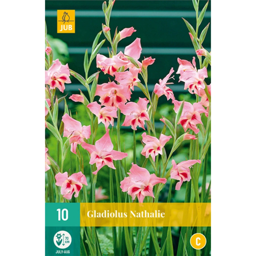 JUB Holland Gladiolus Nathalie - 10 st.