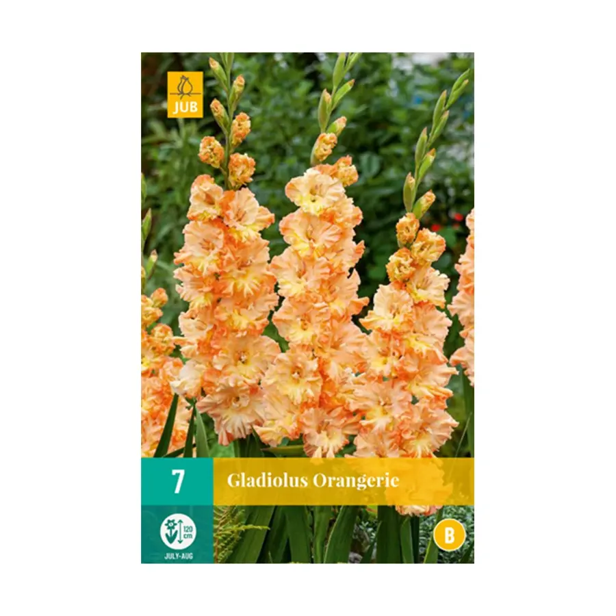 JUB Gladiolus Orangerie - 7 st.