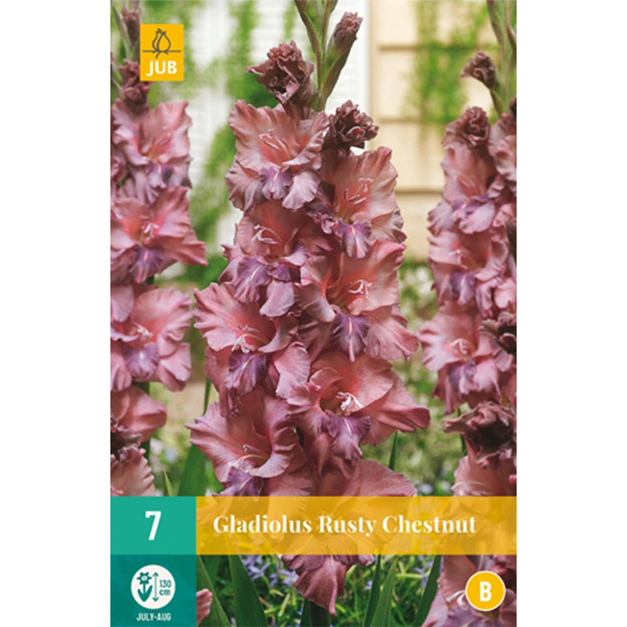 JUB Holland Gladiolus Rusty Chestnut - 7 st.