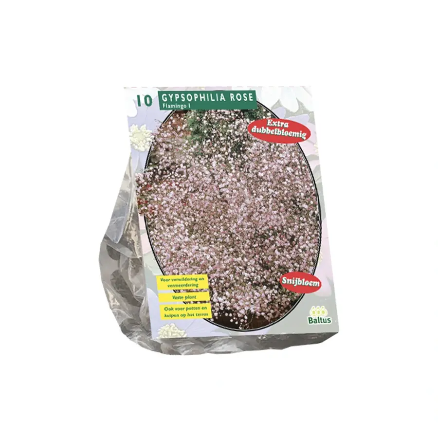 Baltus Gypsophilia Pan Roze - 10 st.