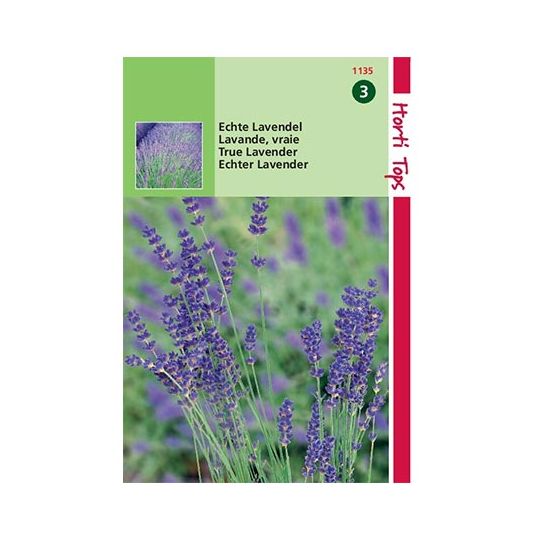 PapoeaNieuwGuinea Nauwgezet Uitgraving Horti Tops Lavendel - Lavandula Officinalis koopt u bij De Boet
