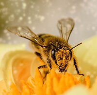 Insecten
